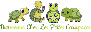 Bienvenue -Les P'tites Carapaces